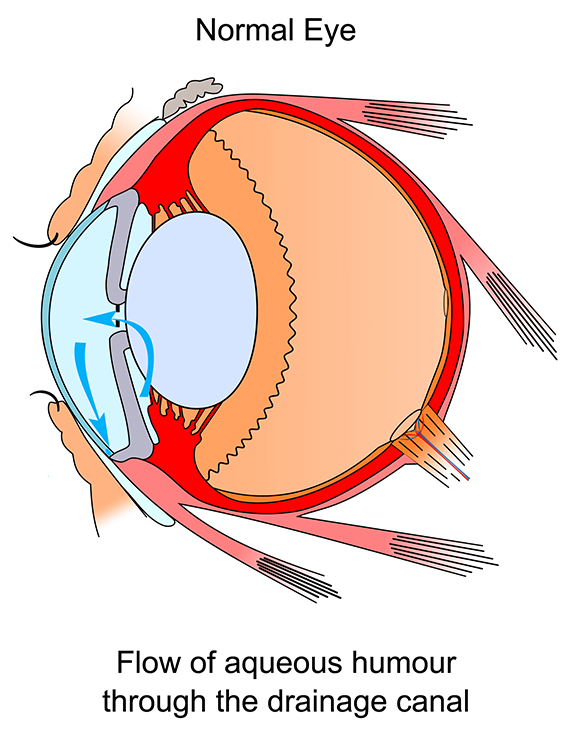 Normal eye before glaucoma illustration