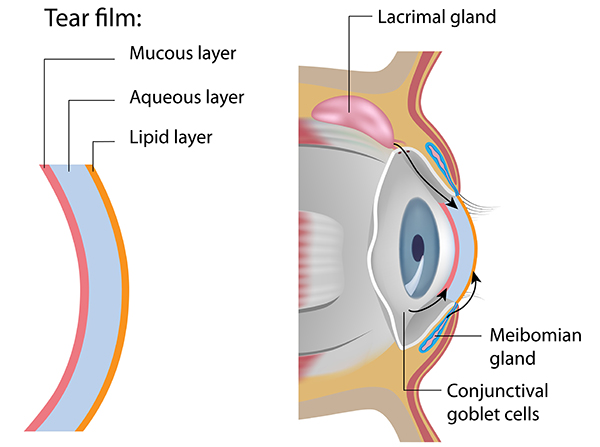 Tear film illustration